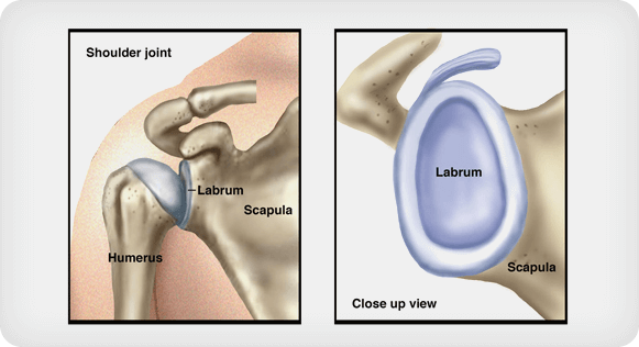Labrum anatomy diagram