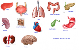 Types Of Organ Transplants