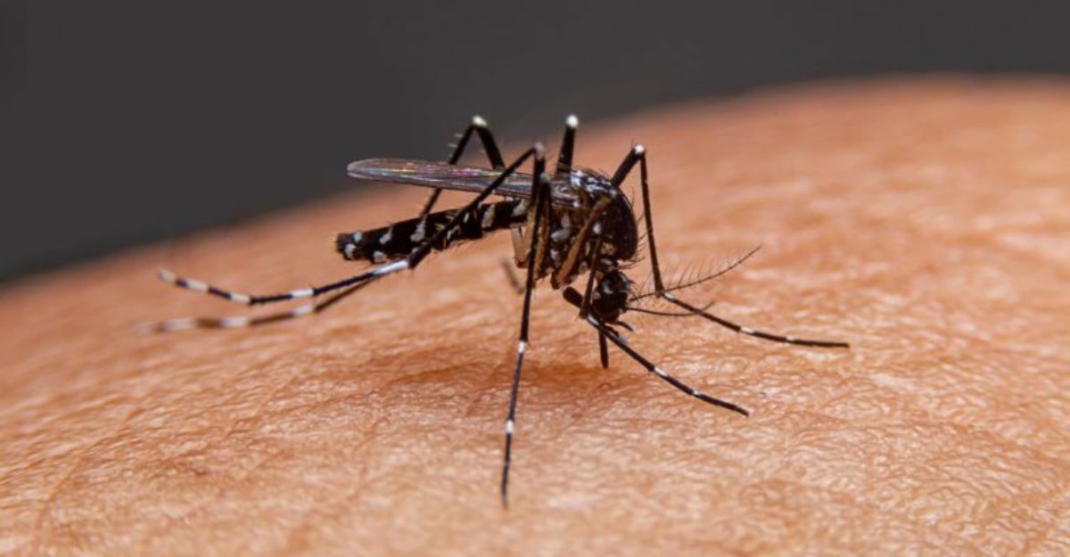 Dengue Fever – Symptoms, Causes, and Treatments - Apollo Hospitals