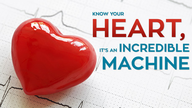 Know Your Heart-  It’s An Incredible Machine