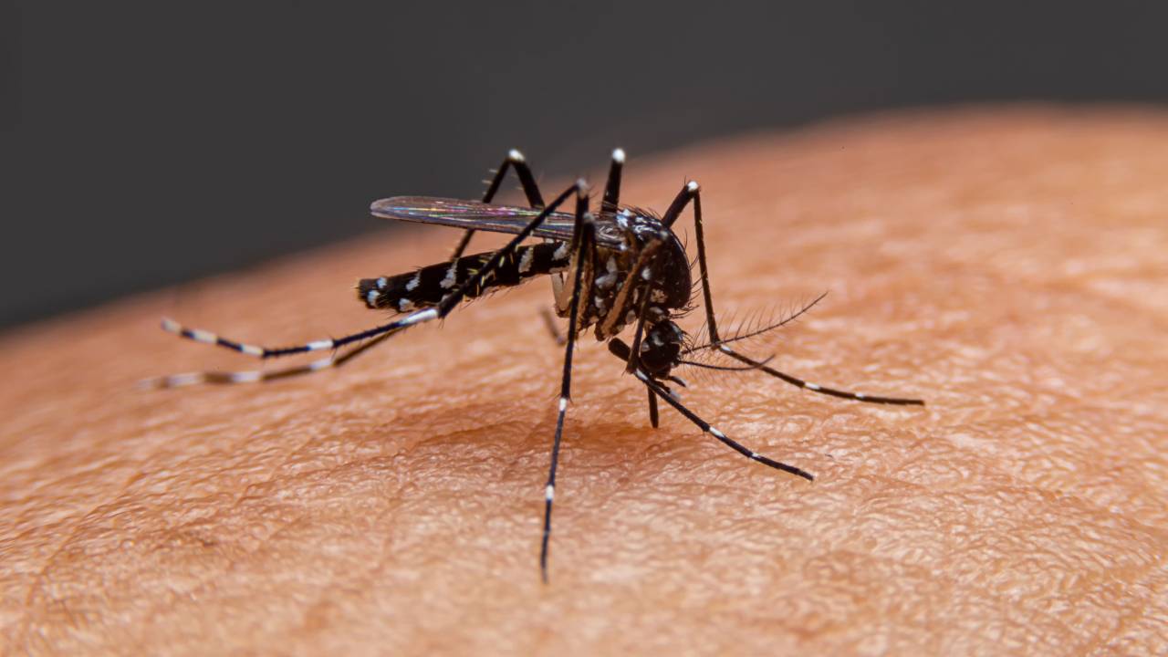 Difference between Dengue, Malaria and Chikungunya and Its Preventions