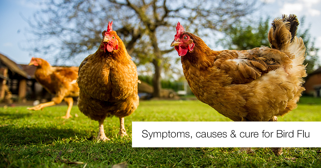 Symptoms, causes and cure for Bird Flu