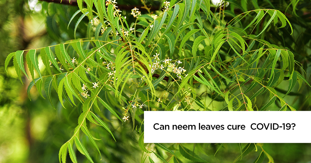 Can neem leaves/trees affect COVID 19?