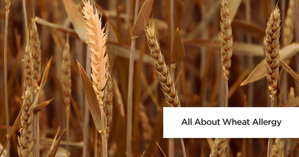 All About Wheat Allergy