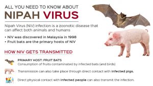 Nipah Virus – Symptoms, Diagnosis and Treatment