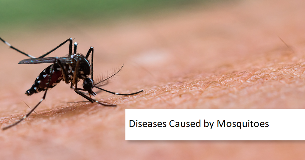 Diseases Caused by Mosquitoes