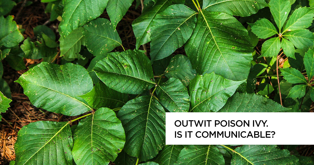 Outwit Poison Ivy: Is It Communicable?