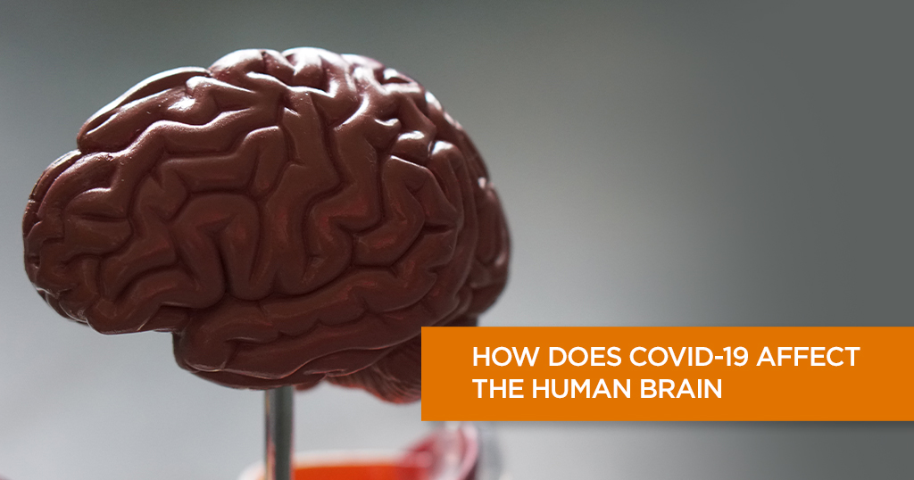 How does COVID-19 affect the Human Brain?