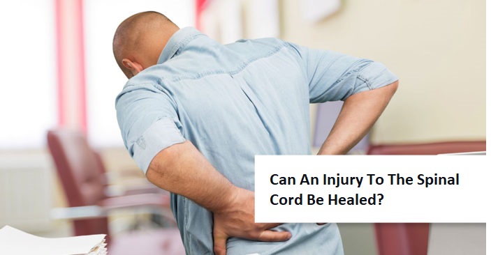 Can An Injury To The Spinal Cord Be Healed?