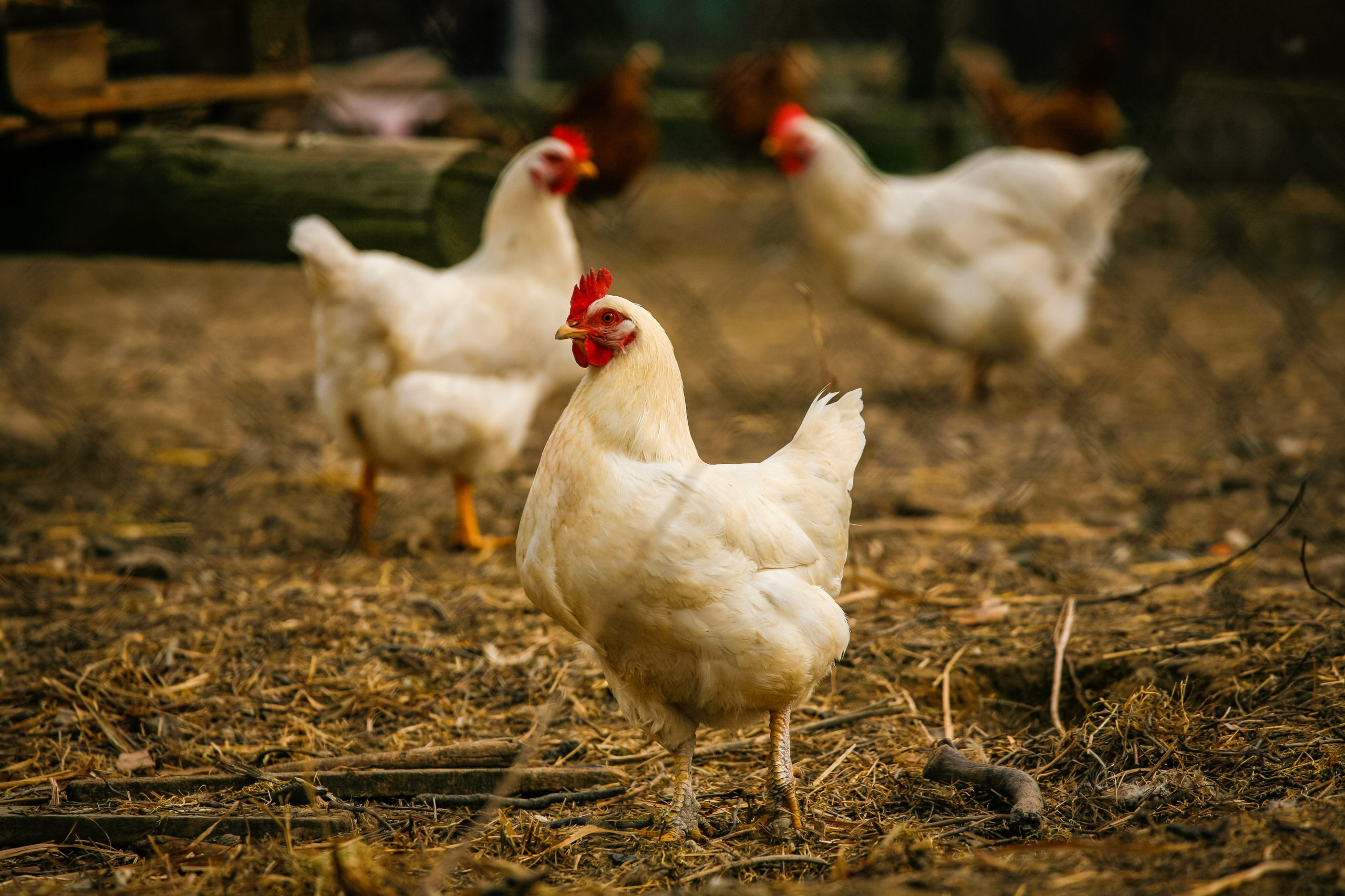 Bird Flu (Avian Influenza) Infection – Symptoms, Causes, and Diagnosis