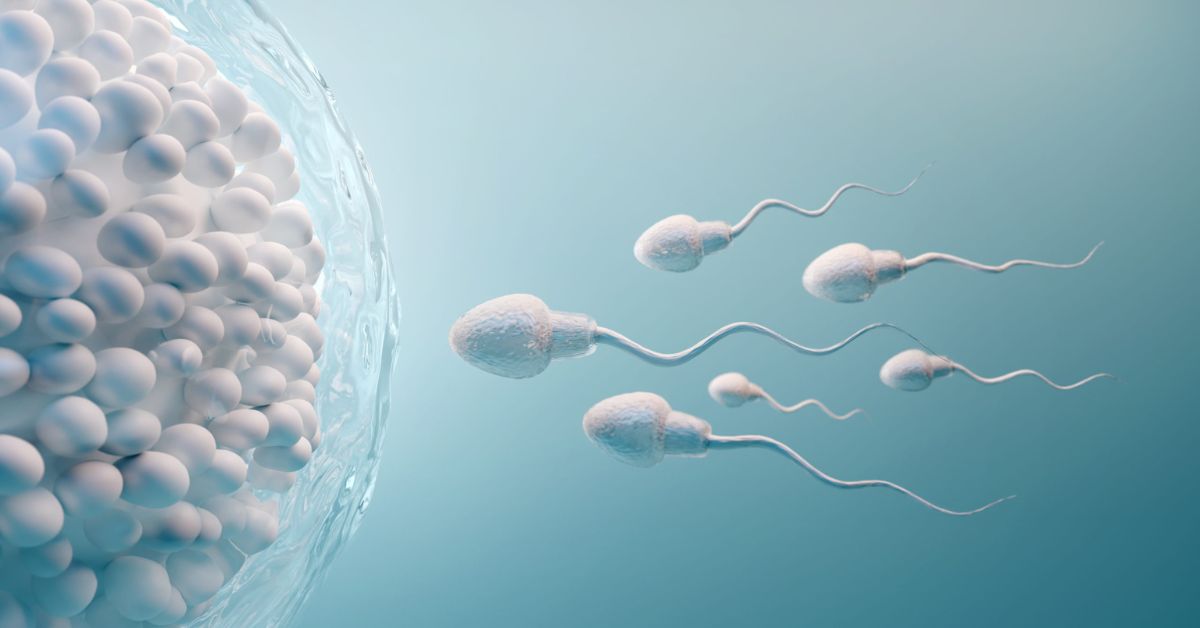 What is Fertilization? Steps, Process & Facts