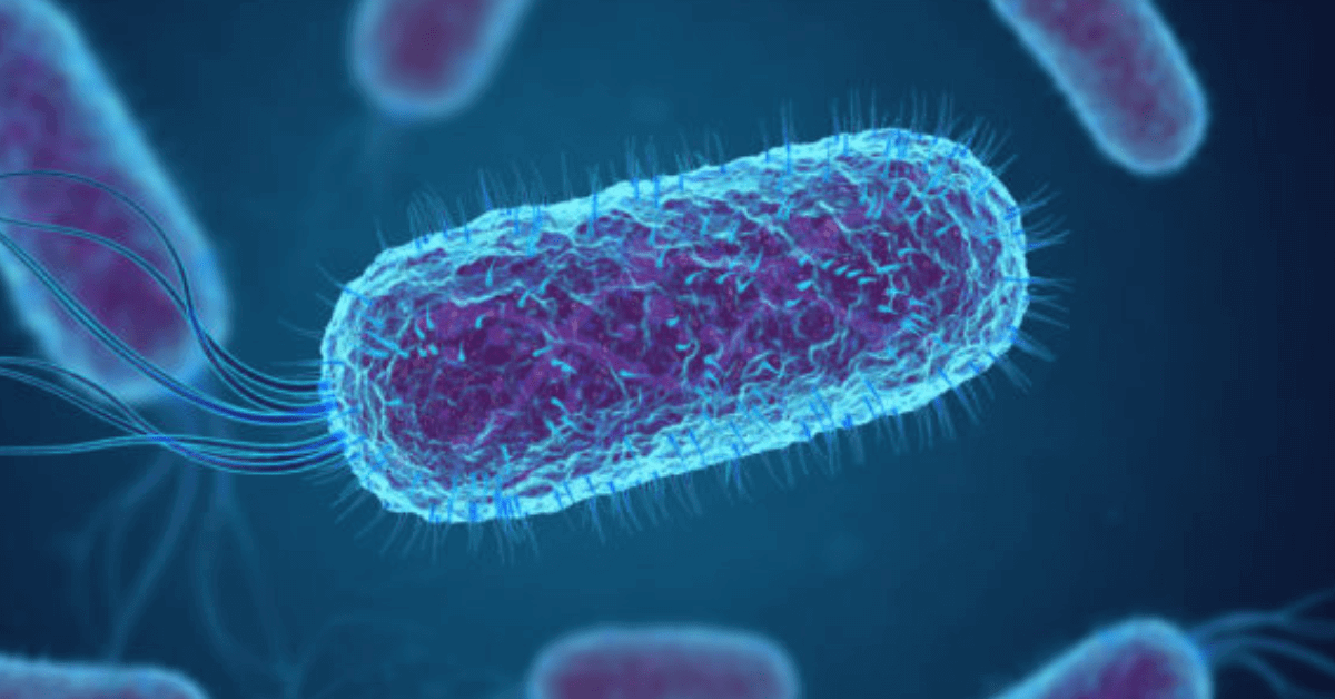 E.coli (Escherichia coli) – Symptômes, causes, transmission et traitement