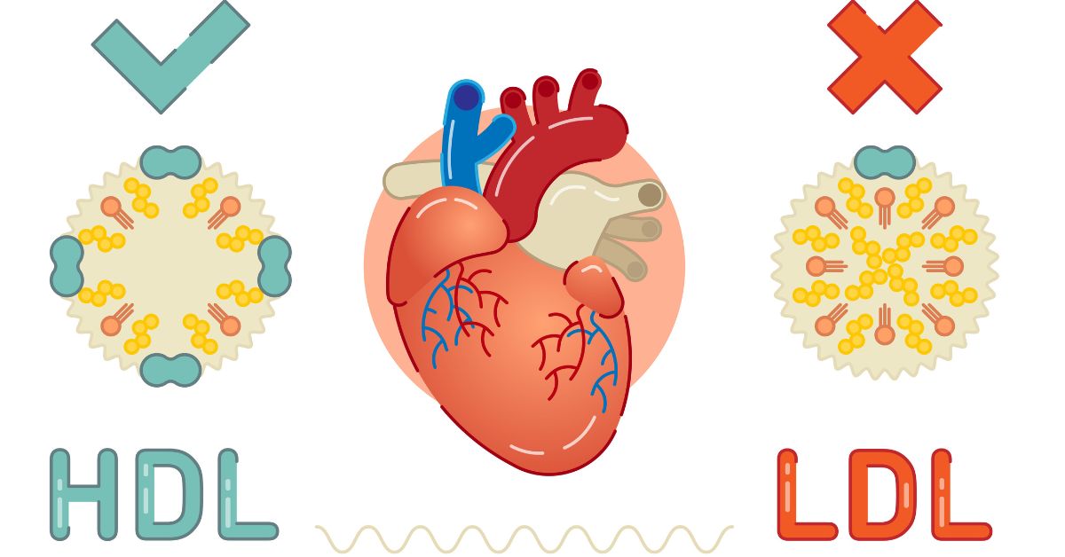 What’s the Difference Between HDL and LDL Cholesterol?