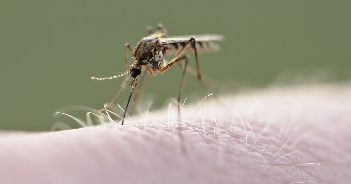 West Nile Virus (WNV): Symptoms, Treatment, Risk Factors & Prevention