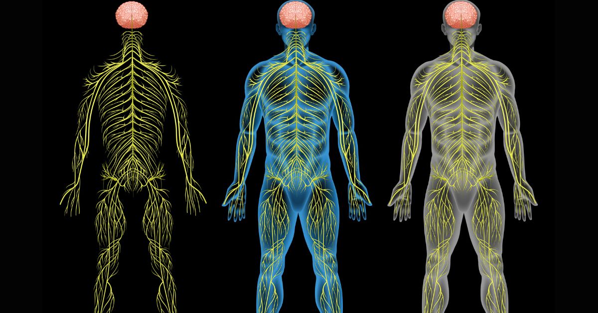 Nervous System: What it is, Types, Symptoms, Function and Disorders